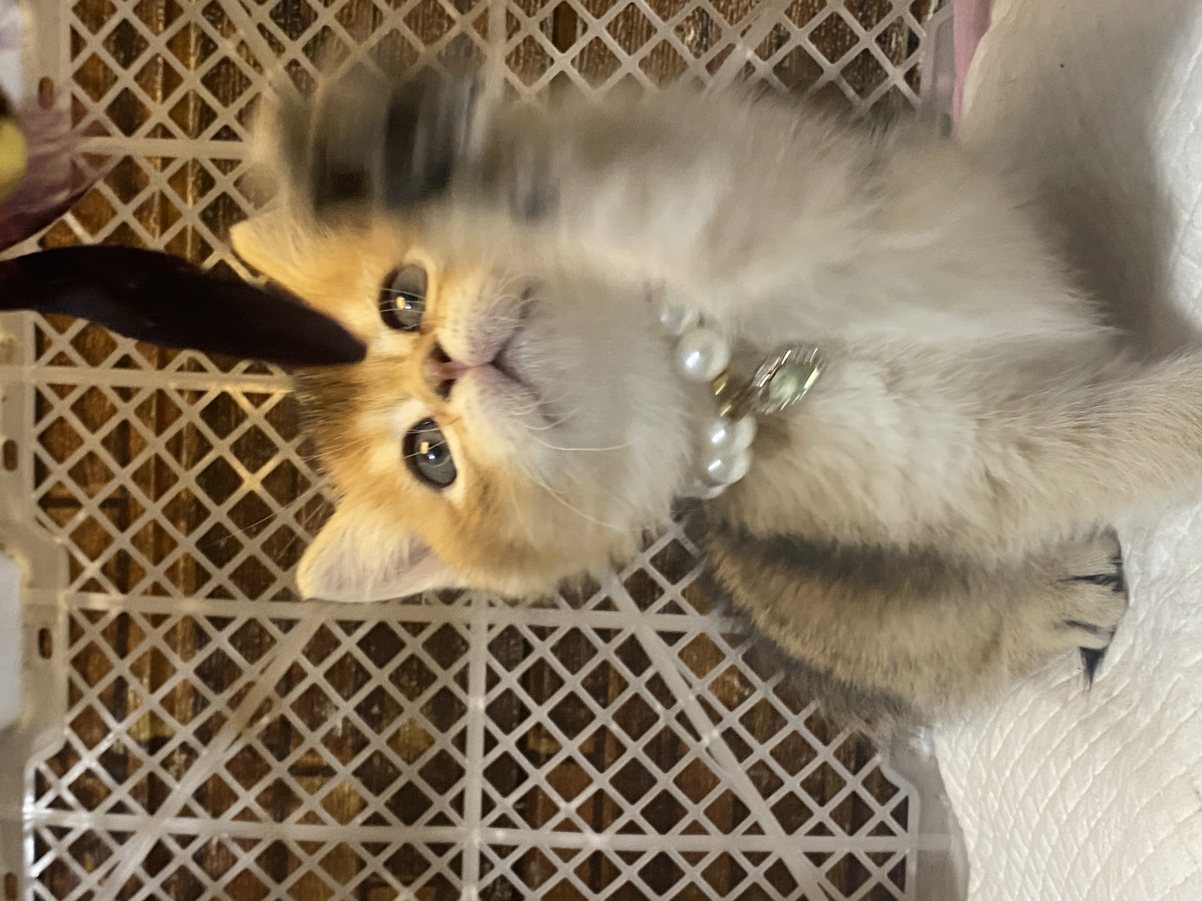 超肥超可爱～无病无藓～包一针疫苗内驱外驱过渡粮～